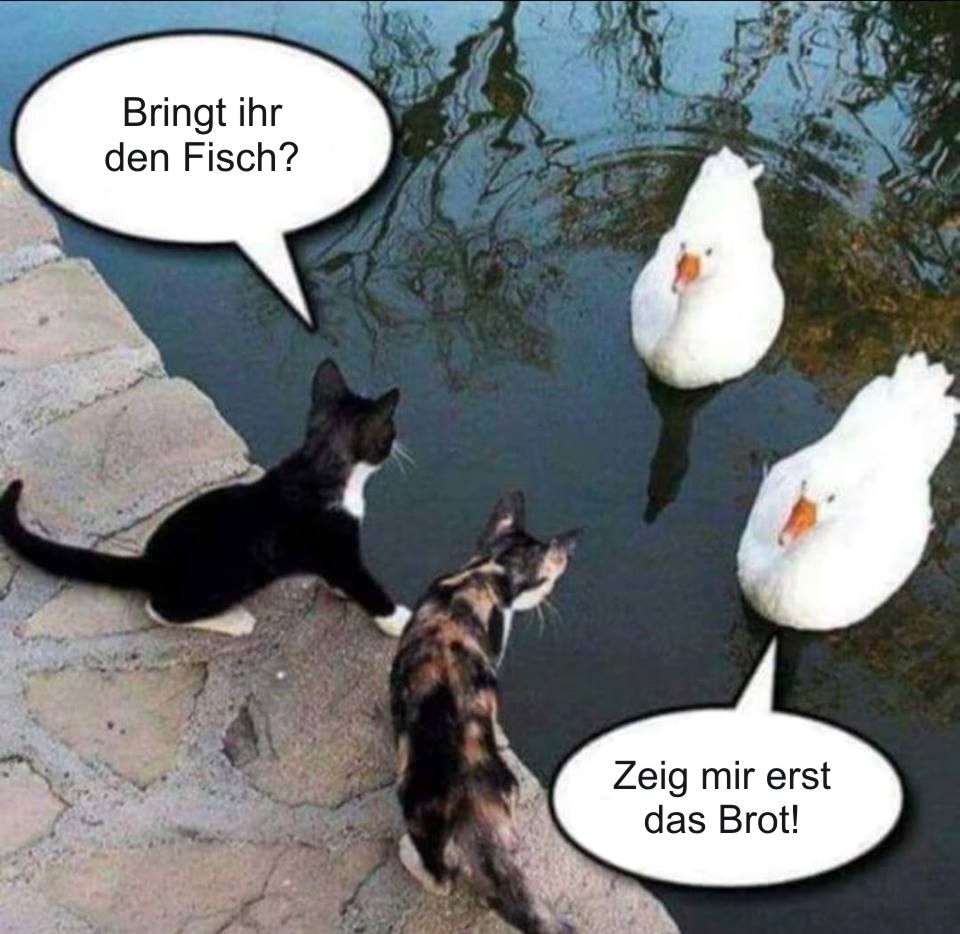 Katzen und Schwäne