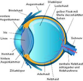 Auge