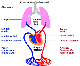 Blutkreislauf