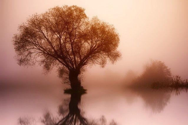 das ego als baum