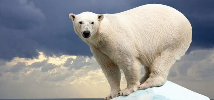Klimawandel - Eisbär