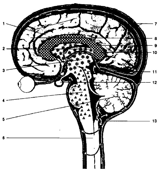 Gehirn-Aufbau