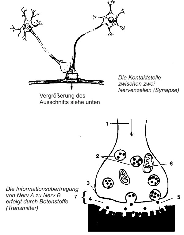 Synapsen und Botenstoff