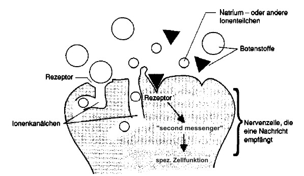 Vereinigung von Botenstoff und Rezeptor 