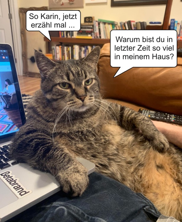 Mit Katze in Quarantäne