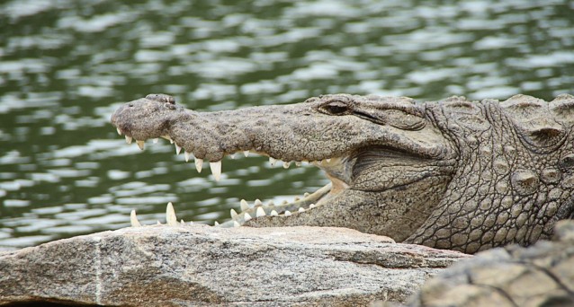 krokodil boese