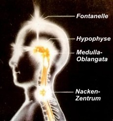 medulla oblangata