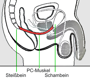 pcmuskel