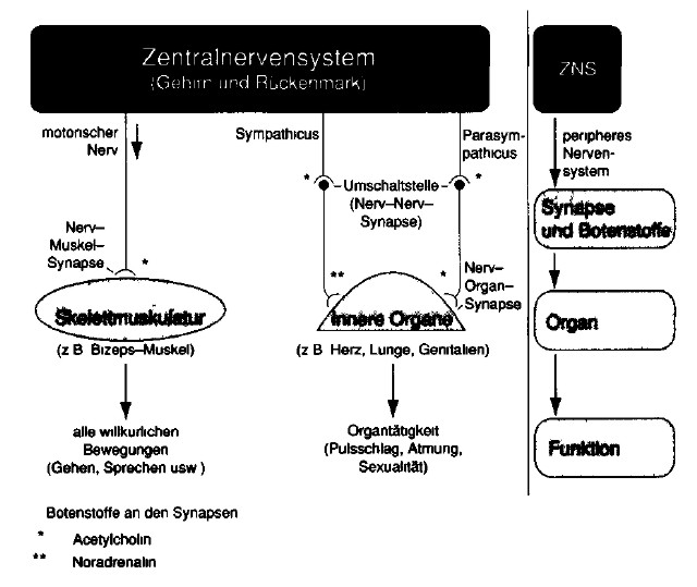 Zentralnervensystem