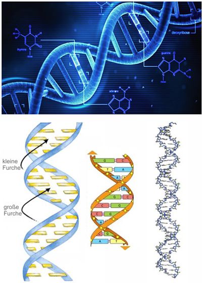 dna