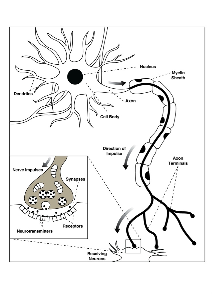 Neuron