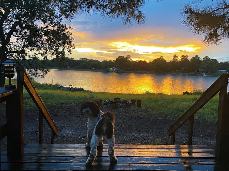 Hund und Natur