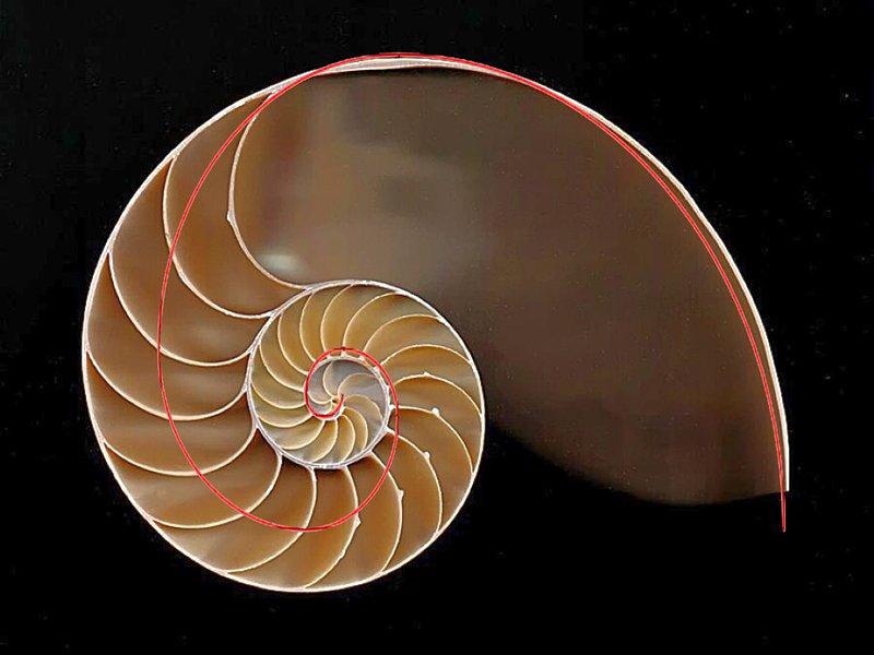 Die falsche Fibonacci-Kurve