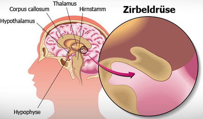 zirbeldruese