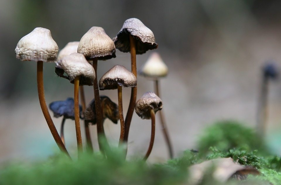 Die Gefahren von Psychedelika
