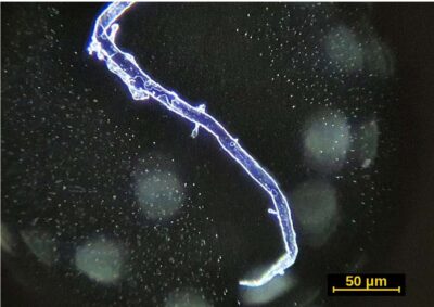 Microchip- und parasitenähnliche „selbstassemblierende Nanotechnologie“ im Covid-19-Impfstoff
